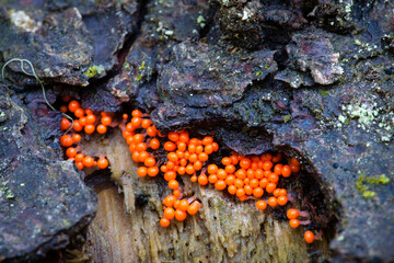 Group of tiny orange slime mold organisms. Trichia decipiens species on rotten wood log in old...