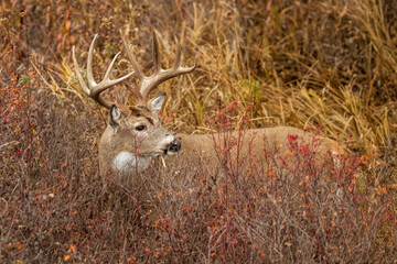 White-tailed Buck in the Thicket