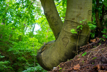 Beech (Fagus sylvatica) tree growing on a slope. Twisted tree trunk at hill. Forest. Szczebrzyszyn Landscape Park, Poland, Europe.