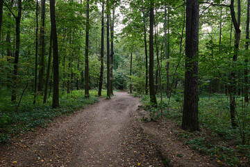 Fototapeta premium road in the forest