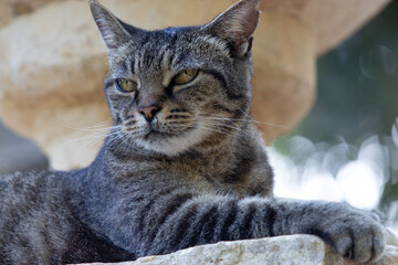 Portrait of beautiful cat, Cute tabby cat with green eyes and long whiskers looks at camera and relaxes. Close up, macro, slow motion, outdoors