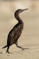 Socotra cormorant at Busaiteen coastn on walk, Bahrain
