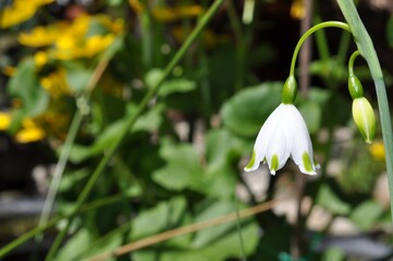 Kwiat podobnej do przebiśniegu śnieżycy (Leucojum gravetye giant) © Lancan