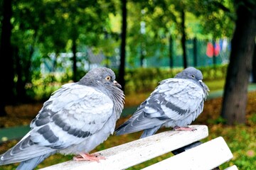 pigeons in the park
