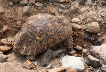 Leopard tortoise near Bogoria lake, Kenya