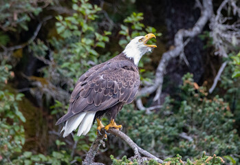 Alaska Homer Bald Eagles Otters and Seals