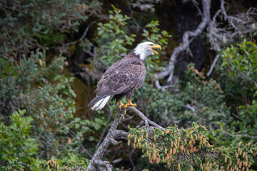 Alaska Homer Bald Eagles Otters and Seals