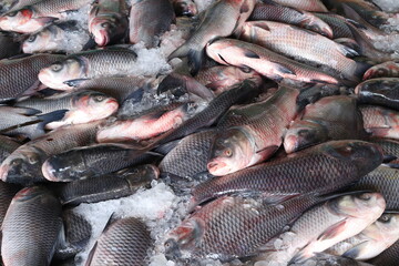 fresh fish on ice