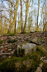 Autumn forest landscape at sunset. Nature photography with rock and trees. 