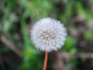 Seedhead of a dandelion flower (Taraxacum erythrospermum)