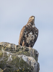 Alaska Homer Bald Eagles Otters and Seals