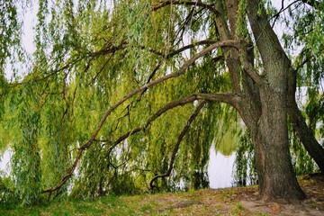 trees in the park