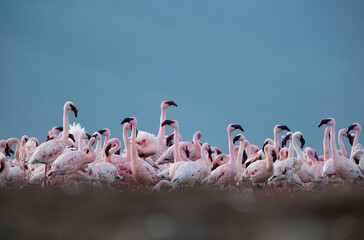 Fototapeta premium Flocks of Lesser Flamingos at Lake Bogoria, Kenya