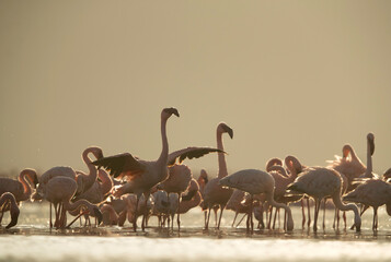 Lesser Flamingos at Lake Bogoria in the morning light, Kenya