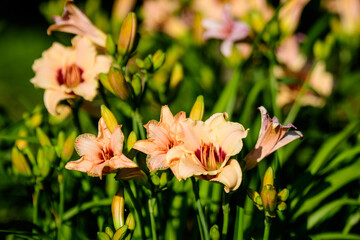 Vivid orange flowers of Hemerocallis Lilium or Lily plant in a British cottage style garden in a sunny summer day, beautiful outdoor floral background photographed with soft focus.