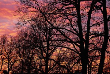 Naklejka premium sunset in the trees, red sky 
