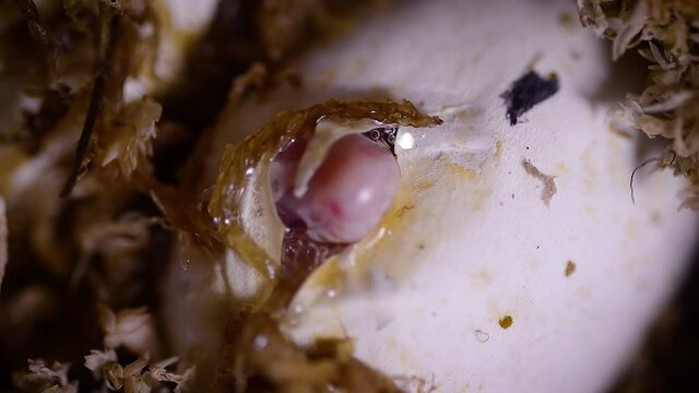 a snake hatching from the egg