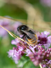 Eine Hummel auf einer lila Blüte