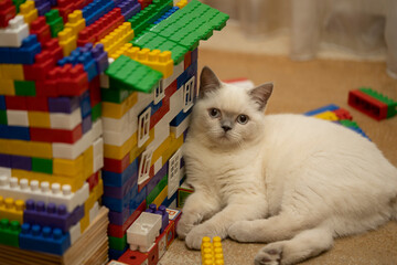 White British cat and a house from the constructor