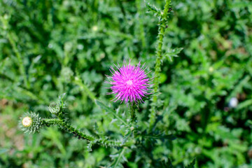 Delicate pink and purple flowers of Carduus nutans plant, commonly known as musk or nodding plumeless thistle, in a garden in a sunny summer day, national flower and symbol of Scotland, United Kingdom