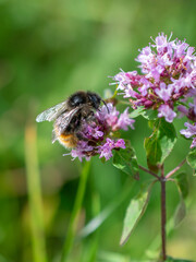Eine Hummel auf einer lila Blüte