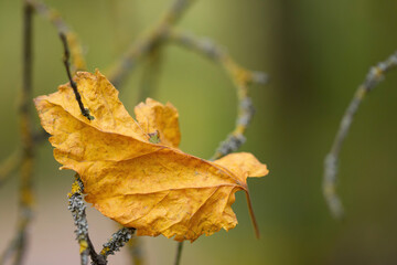 Autumn colorful bright leaf. Autumn colorful background.