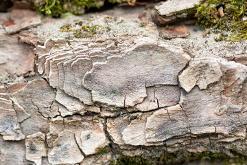 Tree bark texture background. Macro shot.