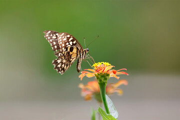butterfly on the flower in early morning