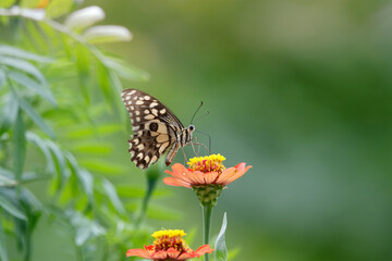butterfly on the flower in early morning