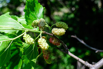 Small wild pink and white mulberries with tree branches and green leaves, also known as Morus tree, in a summer garden in a cloudy day, natural background with organic healthy food.