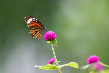 butterfly on the flower in early morning