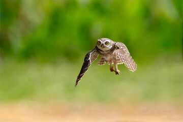Spotted owlet hovering in their prey. owl flew its prey on the ground