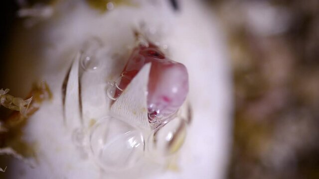 a snake hatching from the egg