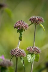 Mentha Arvensis on background.