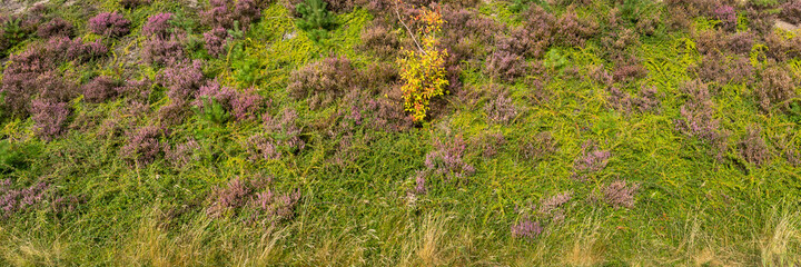 Blooming heather. Lilac purple pink flowers.