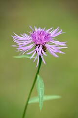 flower of a thistle