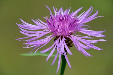 flower of a thistle
