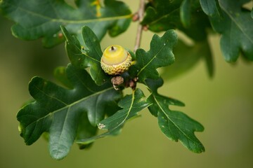 Green acorns on oak twig background.