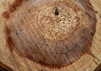 Beautiful tree slice texture. Brown wooden texture