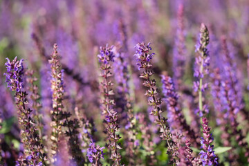 Nahaufnahme Blüte des Salbeis, Salvia