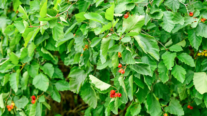 leaves and young fruits of hawthorn