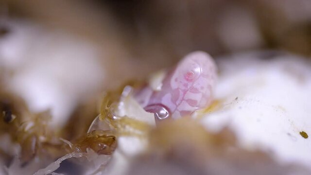 a snake hatching from the egg
