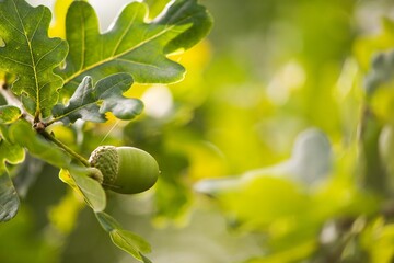 Green acorns on oak twig background.