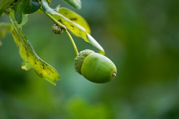 Green acorns on oak twig background.