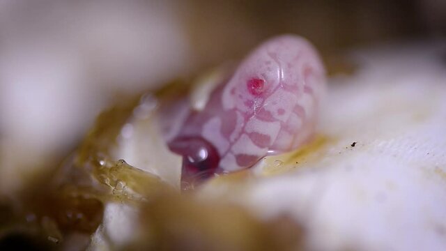 a snake hatching from the egg