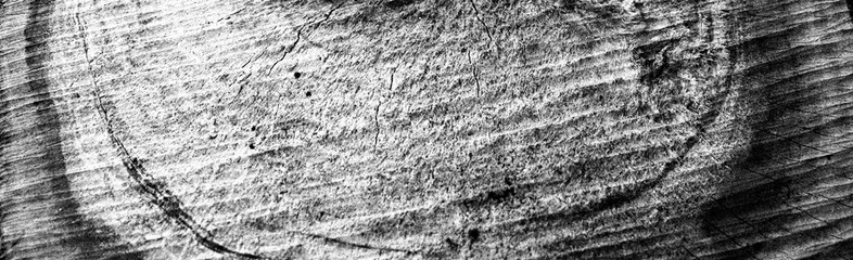 Abstract black tree slice surface