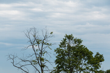Branches without leaves on the sunset sky.