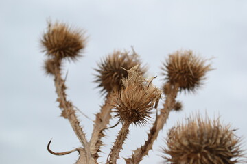 dry thistle in the sky