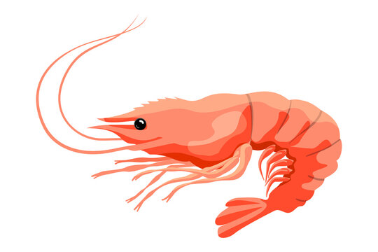 Royal shrimp, vector image isolated on a white background.