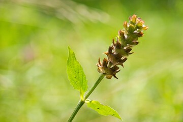 close up of a fern
